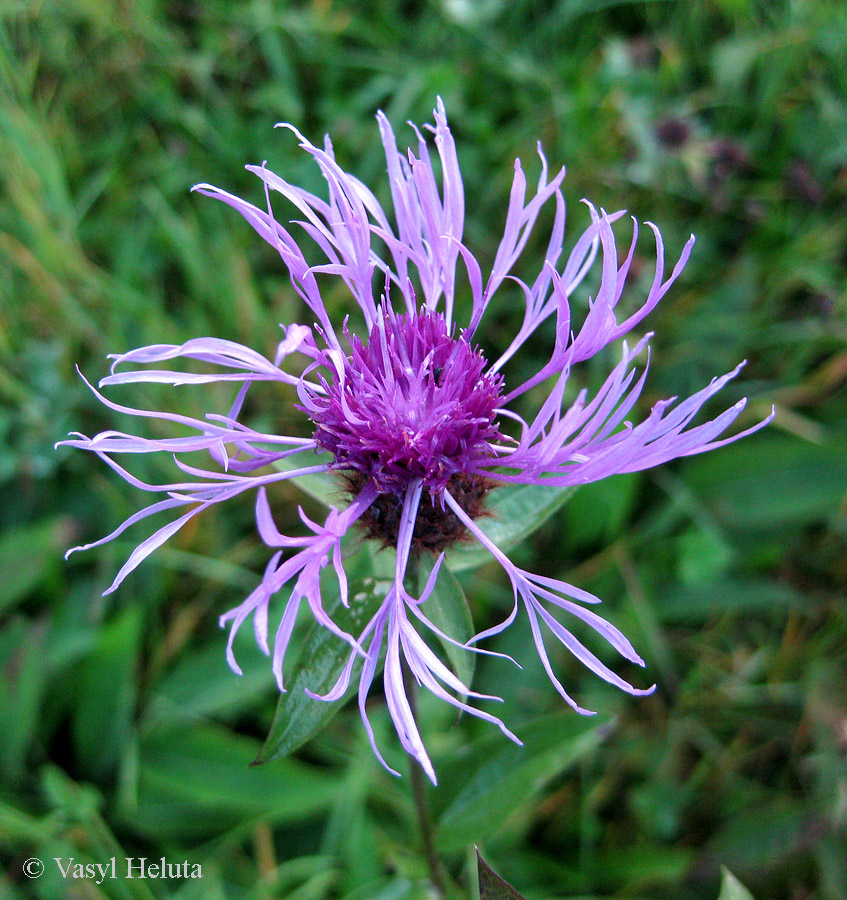 Image of Centaurea carpatica specimen.