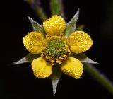 Geum urbanum. Цветок в утренней росе. Московская обл., Раменский р-н, окр. ж.-д. платформы Хрипань, просека под ЛЭП. 31.05.2013.