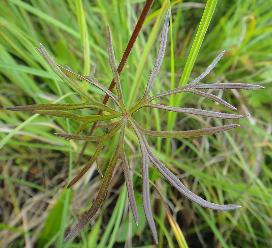 Image of Aconitum ambiguum specimen.