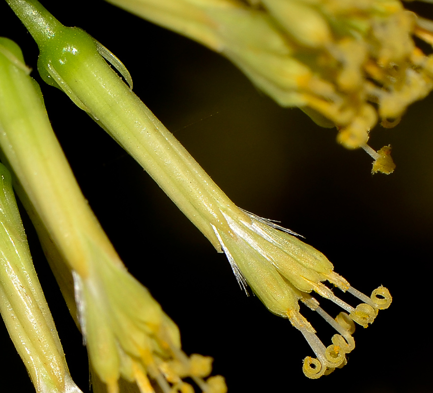 Изображение особи Kleinia neriifolia.