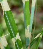 Miscanthus sinensis