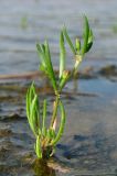 Spergularia marina