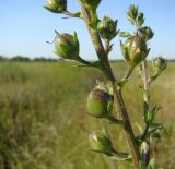 Verbascum blattaria