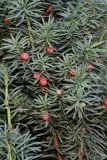 Taxus baccata. Ветки с шишкоягодами ('Fastigiata'). Германия, г. Duisburg, Ботанический сад. 20.09.2013.