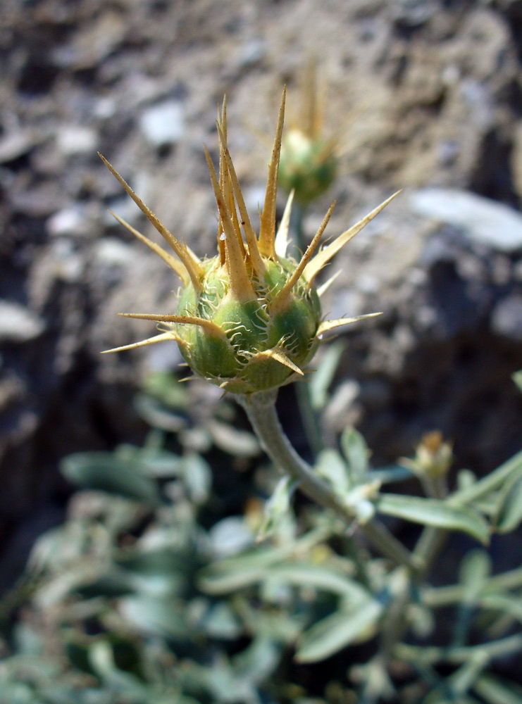 Изображение особи Centaurea salonitana.