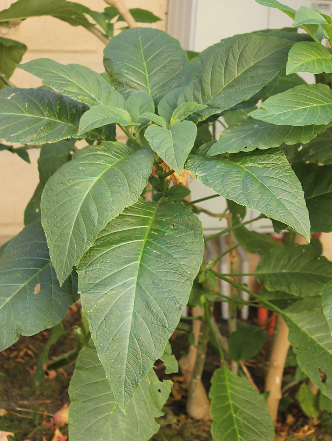 Изображение особи Brugmansia suaveolens.