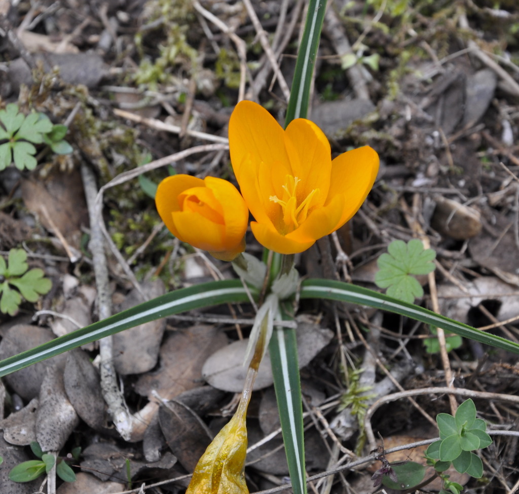 Image of Crocus olivieri specimen.