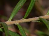 Grevillea rosmarinifolia