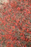 Justicia californica. Часть цветущего кустарника. США, Калифорния, Joshua Tree National Park. 19.02.2014.