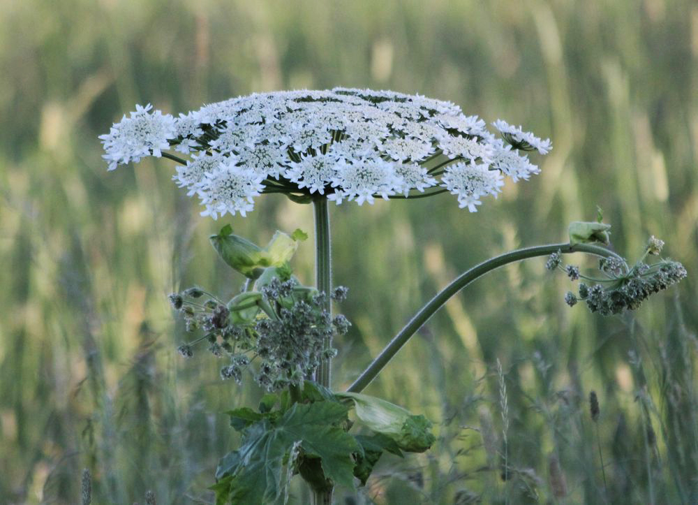 Image of Heracleum sosnowskyi specimen.