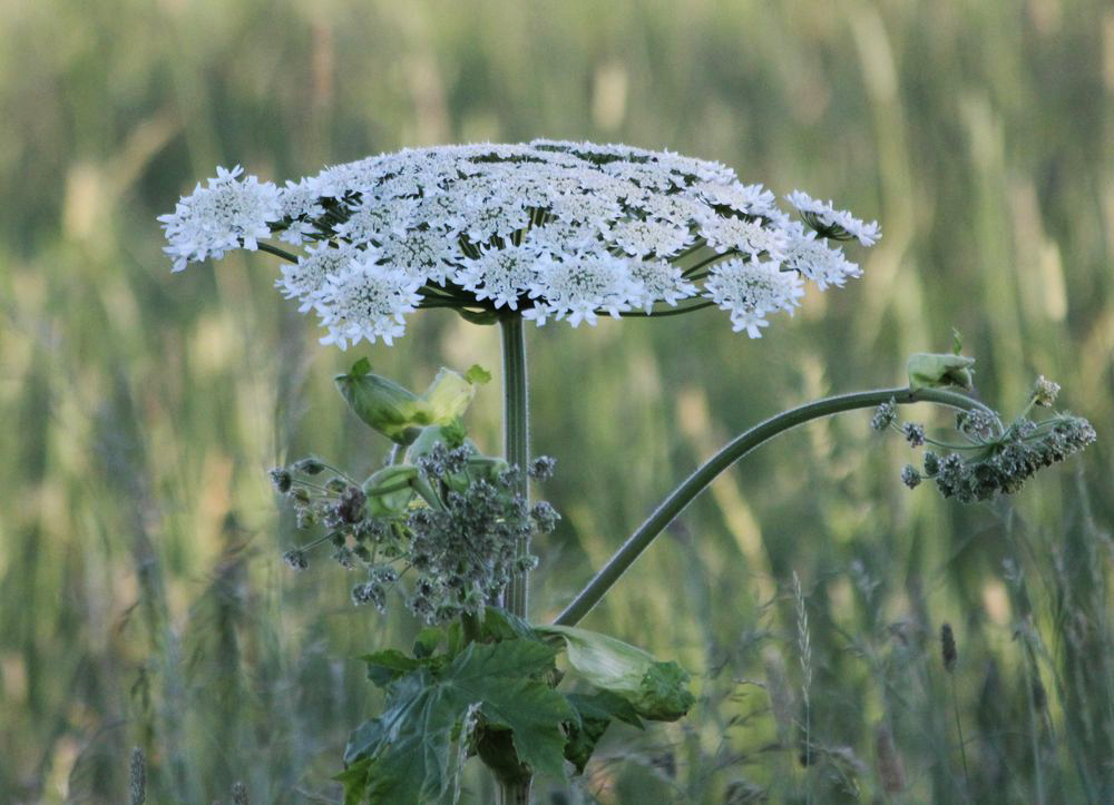 Изображение особи Heracleum sosnowskyi.