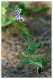 Campanula bononiensis. Цветущее растение. Республика Татарстан, Волжско-Камский заповедник. 30.06.2009.