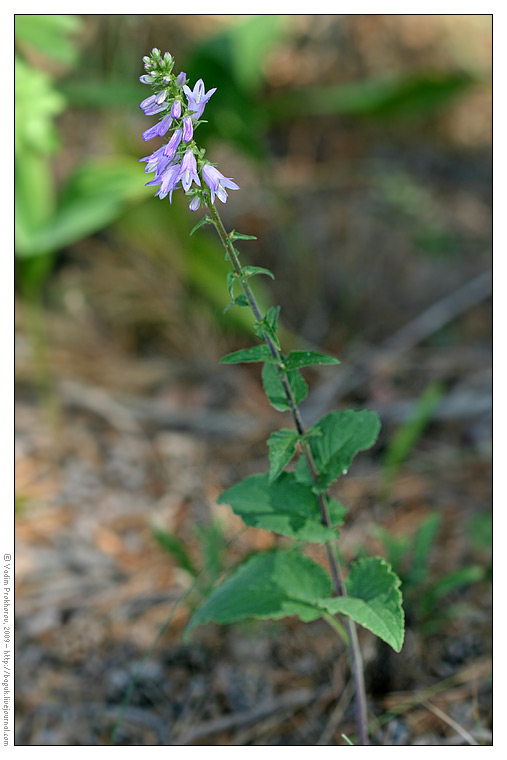 Изображение особи Campanula bononiensis.