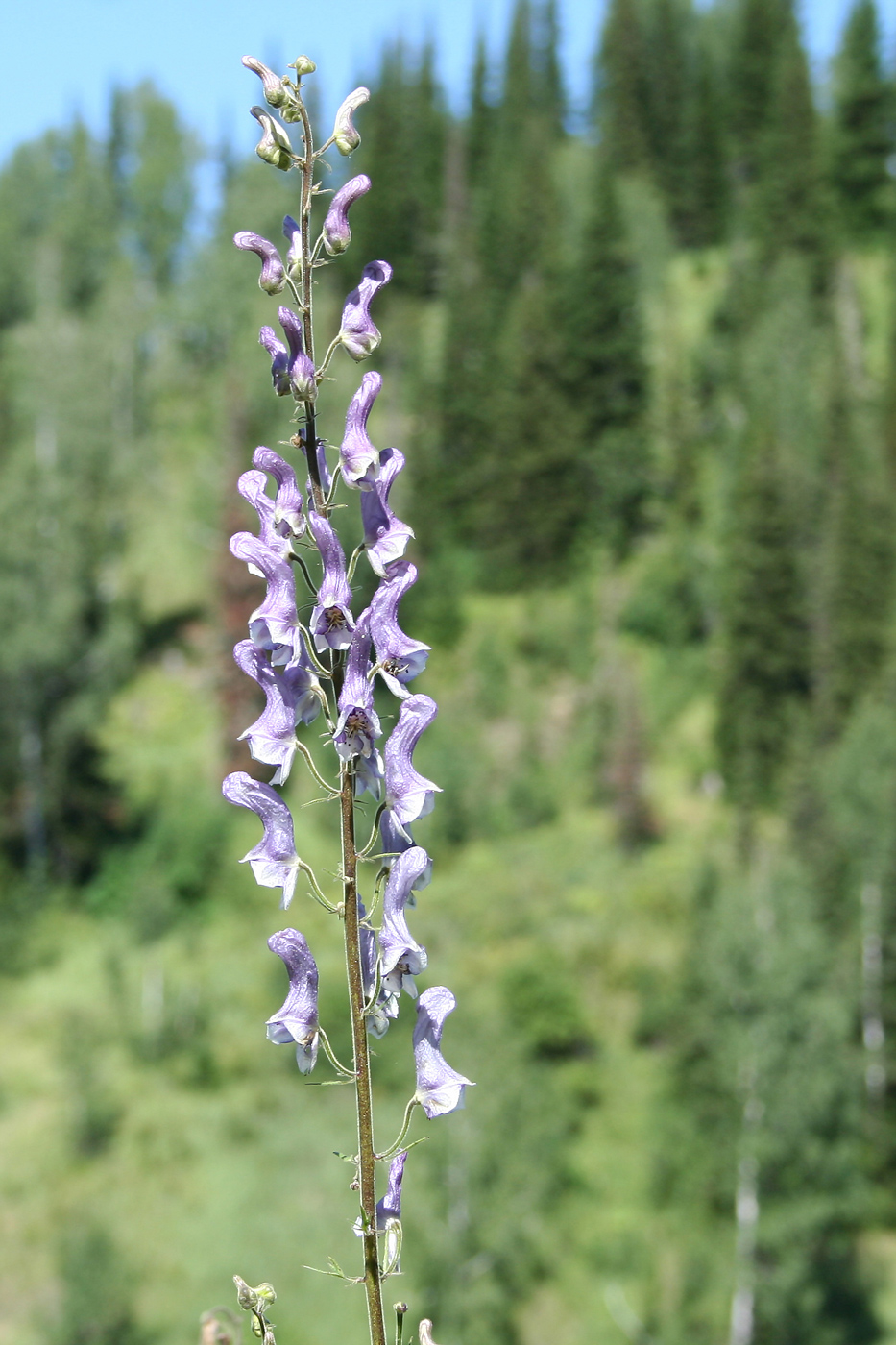 Изображение особи Aconitum leucostomum.