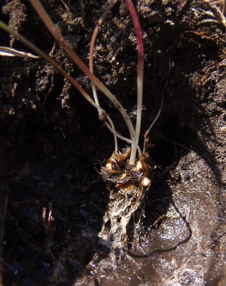 Image of genus Gagea specimen.