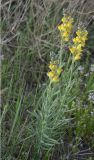 Linaria