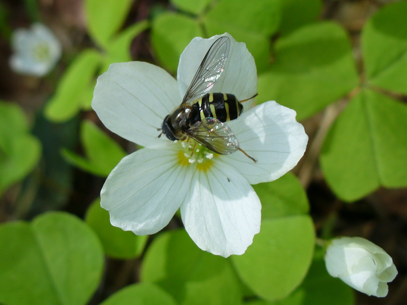 Изображение особи Oxalis acetosella.