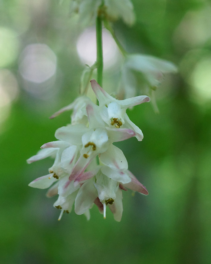 Image of Staphylea pinnata specimen.