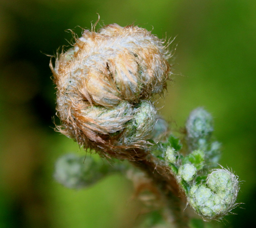 Изображение особи Polystichum setiferum.