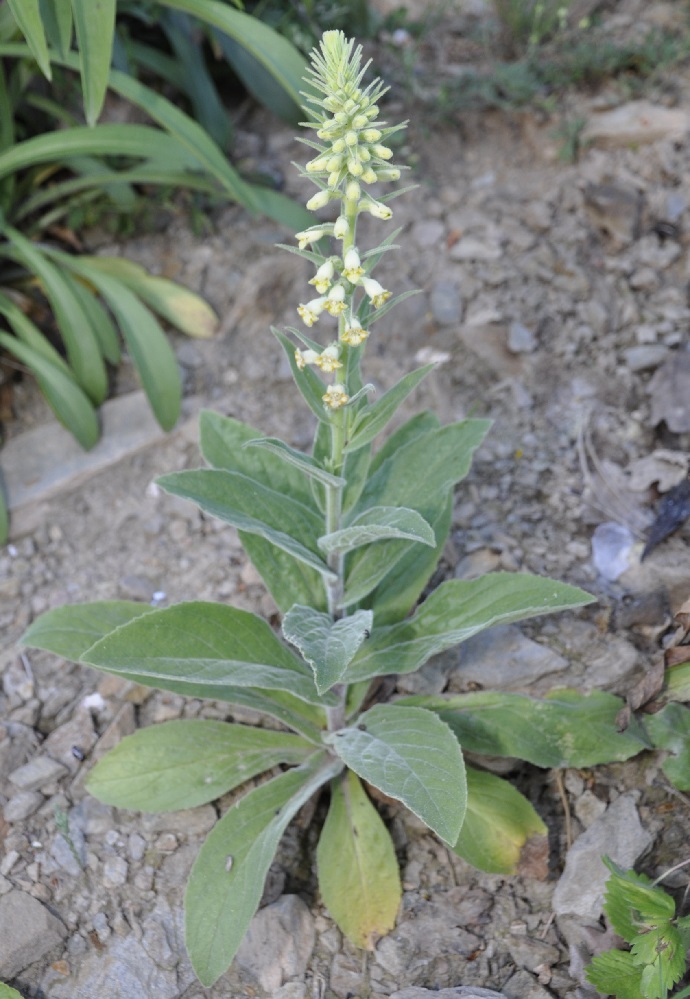 Image of Digitalis viridiflora specimen.