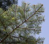 Abies grandis. Ветвь (нижняя сторона). Германия, г. Дюссельдорф, Ботанический сад университета. 04.05.2014.
