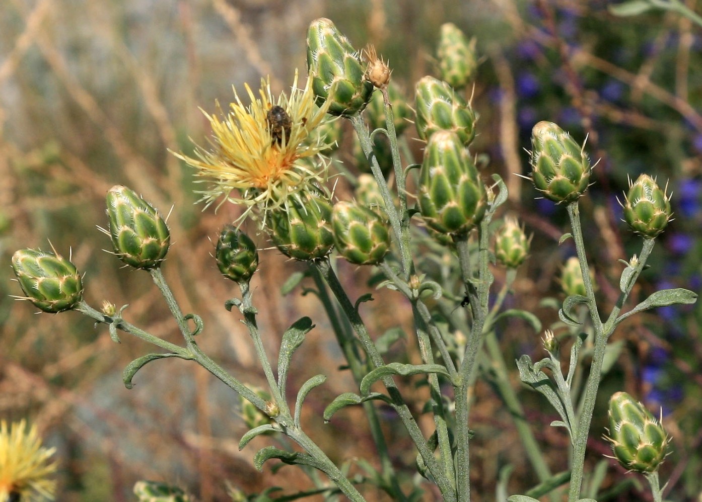 Изображение особи Centaurea salonitana.