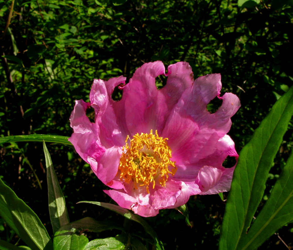 Image of Paeonia anomala specimen.