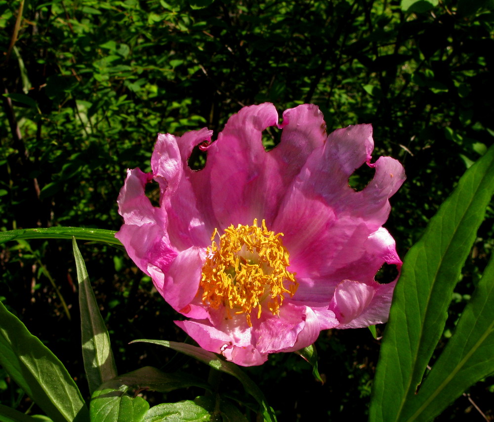 Изображение особи Paeonia anomala.