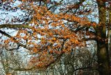 Fagus sylvatica. Ветви с увядающими листьями. Германия, г. Хаген (Hagen), окрестности замка Хоенлимбург (Hohenlimburg). Декабрь 2013 г.