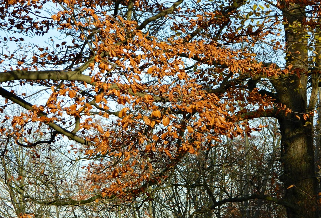 Изображение особи Fagus sylvatica.