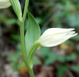 Cephalanthera epipactoides