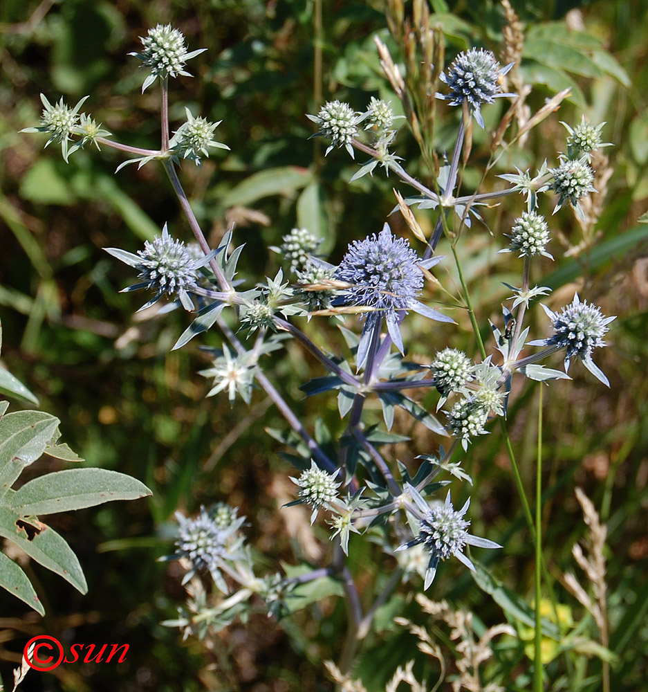 Изображение особи Eryngium planum.