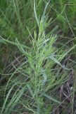 Linaria biebersteinii. Верхушка побега. Белгородская обл., Губкинский р-н, запов. \"Белогорье\", \"Ямская степь\". 16 июня 2009 г.