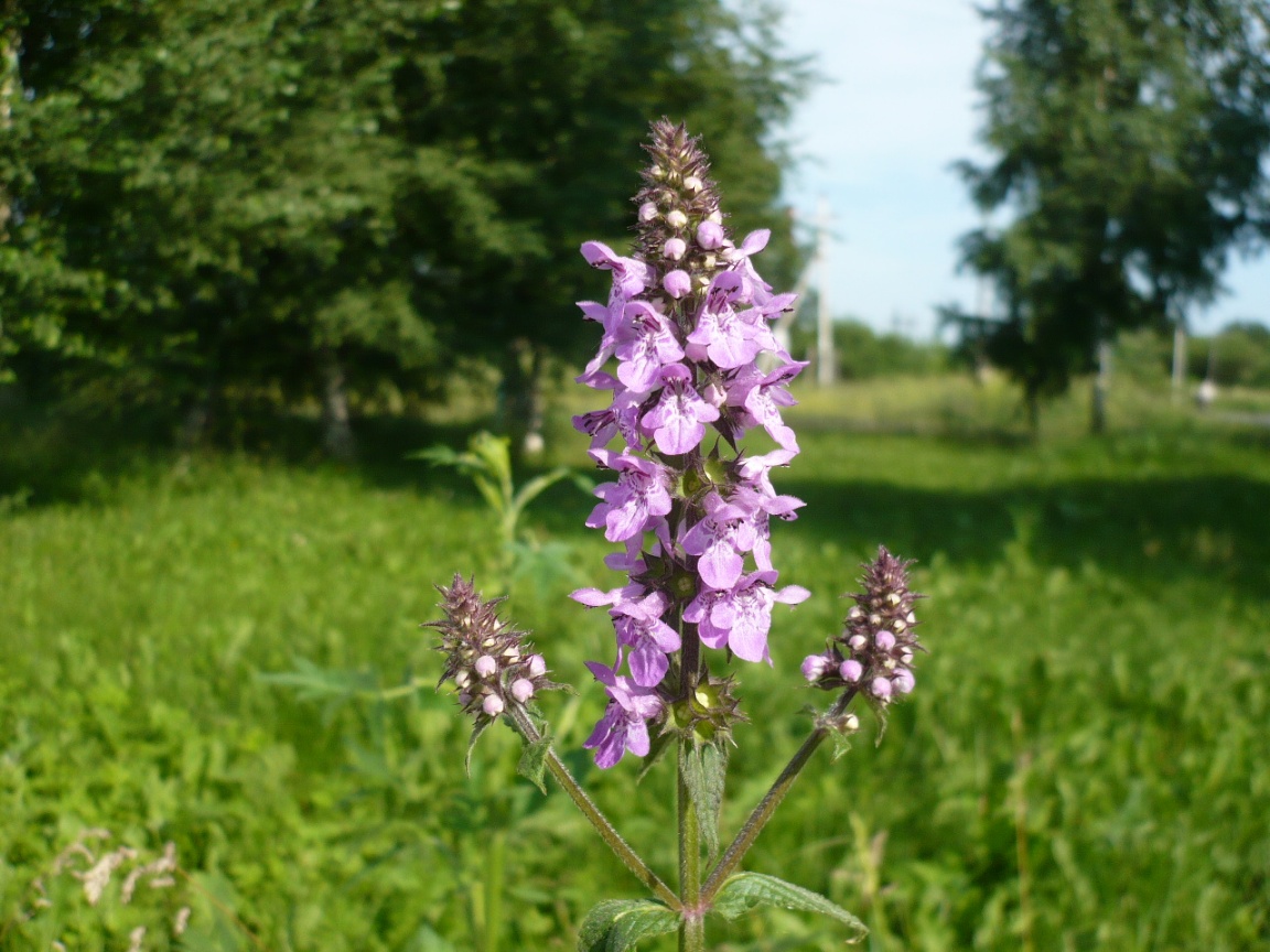 Image of Stachys palustris specimen.