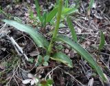 Dactylorhiza psychrophila