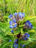 Gentiana cruciata