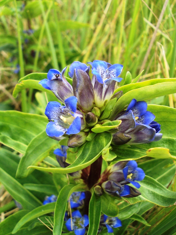 Image of Gentiana cruciata specimen.