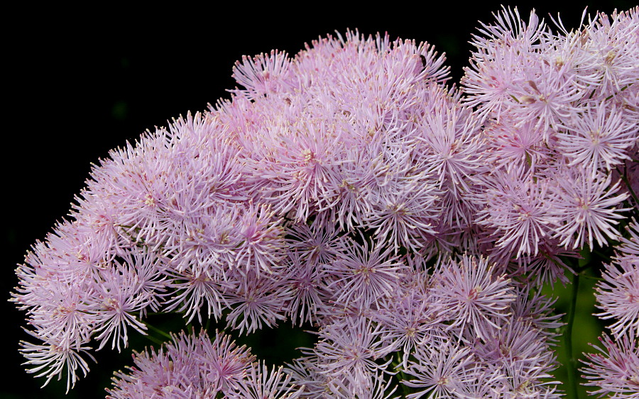 Image of Thalictrum aquilegiifolium specimen.