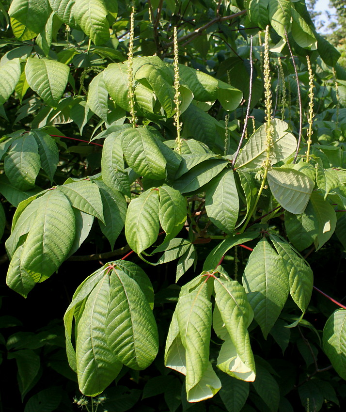 Image of Aesculus parviflora specimen.