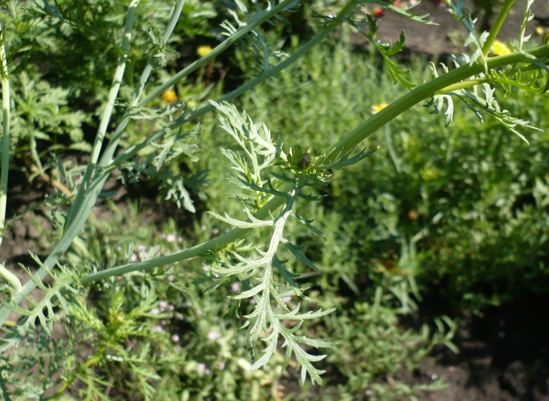 Image of Glebionis coronaria specimen.
