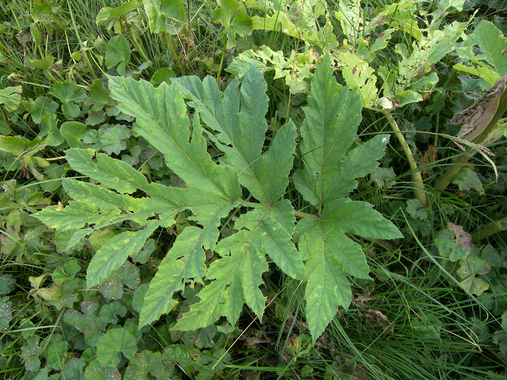 Image of Heracleum asperum specimen.