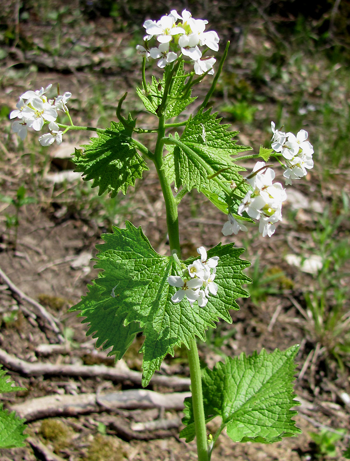 Image of Alliaria petiolata specimen.