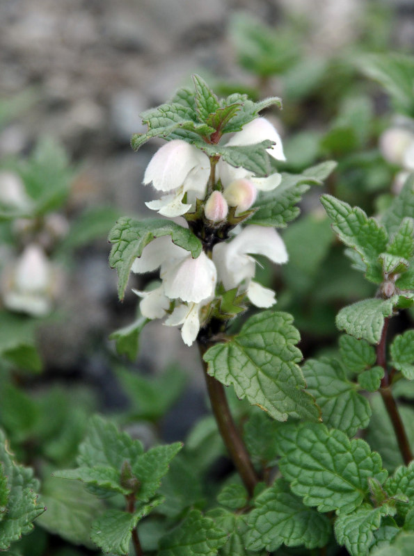 Image of Lamium tomentosum specimen.