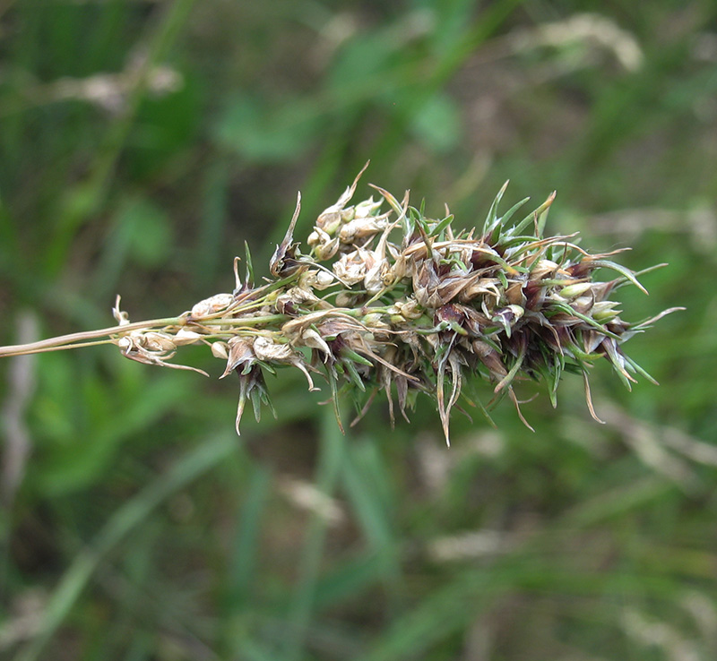 Image of Poa bulbosa ssp. vivipara specimen.