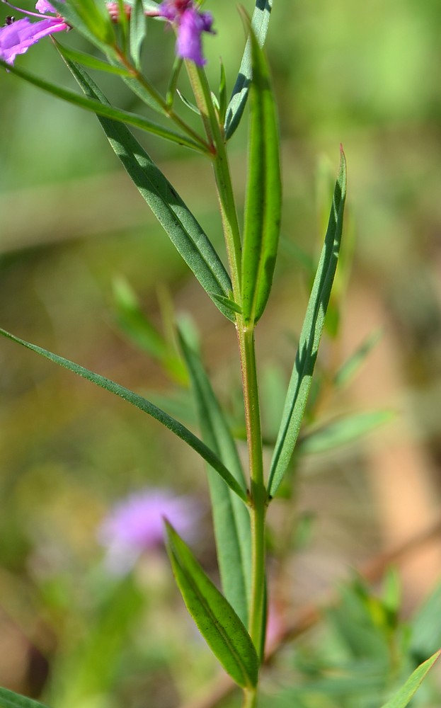 Изображение особи Lythrum virgatum.