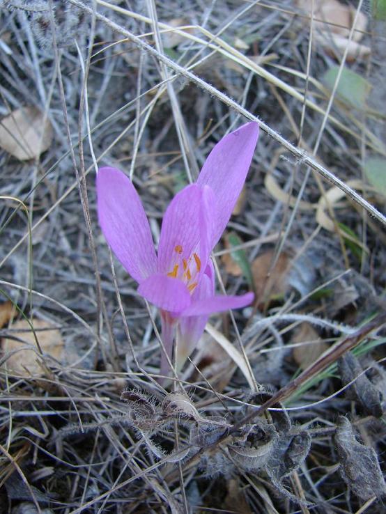 Изображение особи Colchicum arenarium.