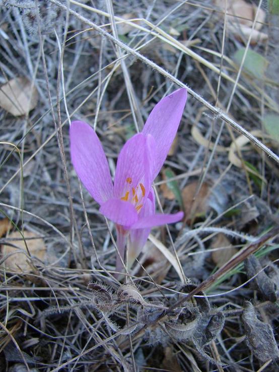 Image of Colchicum arenarium specimen.