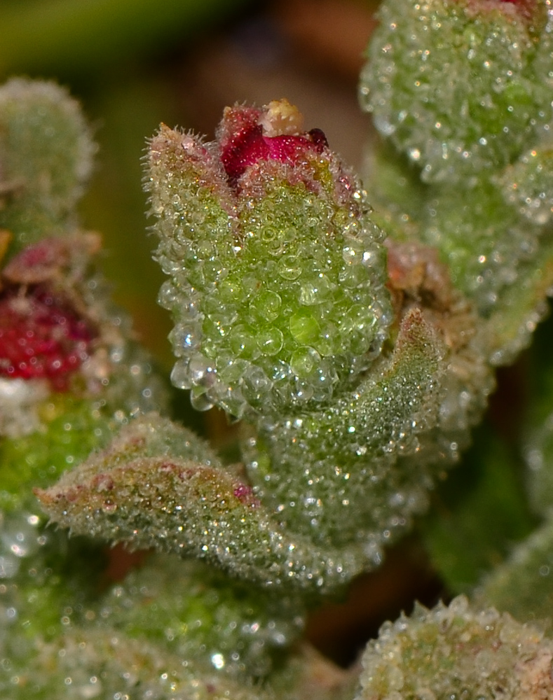 Изображение особи Mesembryanthemum crystallinum.