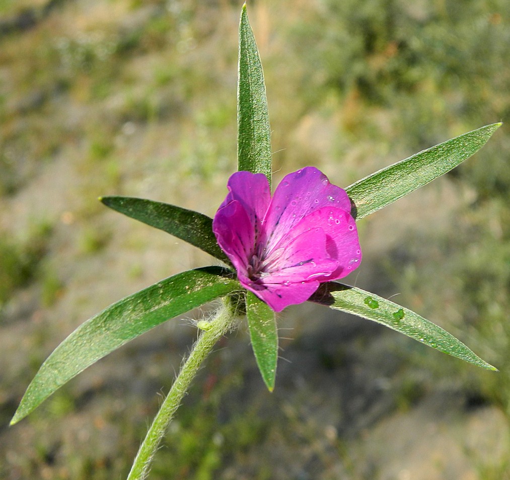 Image of Agrostemma githago specimen.