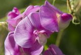 Lathyrus latifolius. Цветки. Греция, Ионическое море, о. Μαθράκι (Мафраки), маквис на берегу моря, обочина грунтовой дороги. 26.05.2014.
